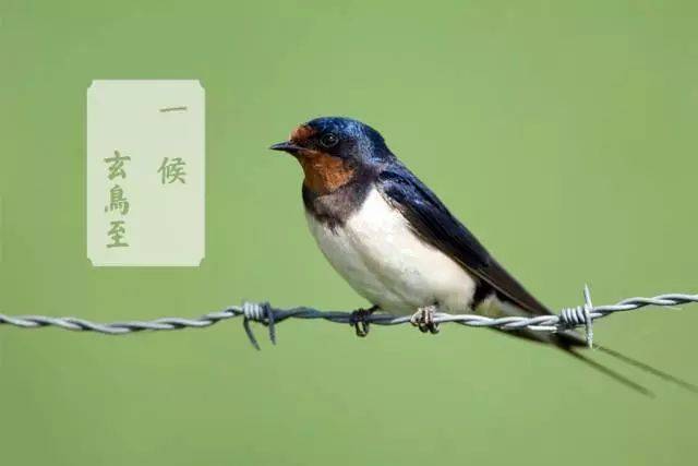 春分三候,小寒三候,夏至三候_文秘苑图库