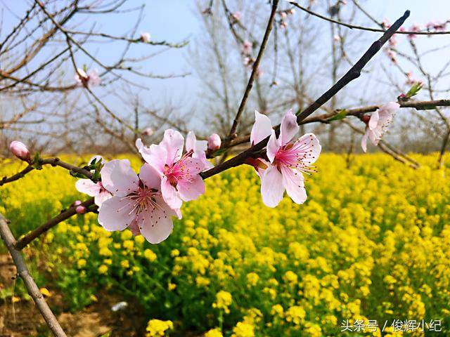 扶沟看客:一捧桃花慰风尘,十里春风不如你