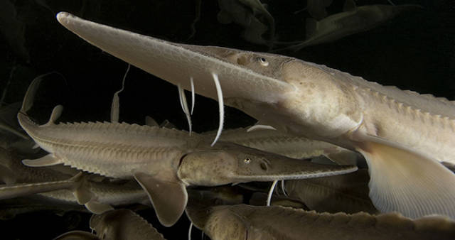 (达氏鲟) 白鲟又称中华匙吻鲟,也称为中国剑鱼,是最大的淡水鱼类.