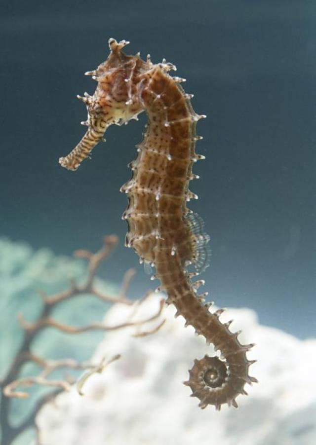 (克氏海马鱼) 平台声明