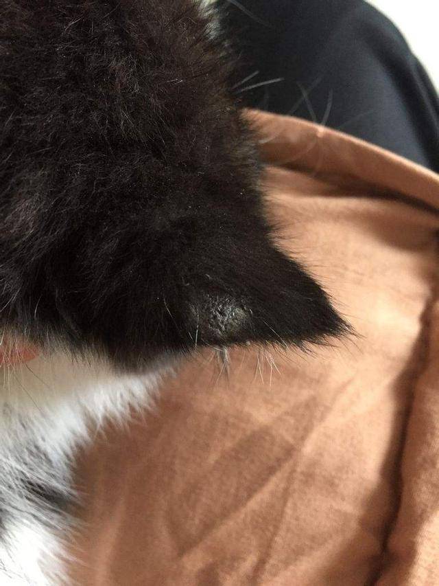 猫皮肤黑色斑块图片