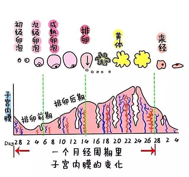 分泌期 在月经第15～19天