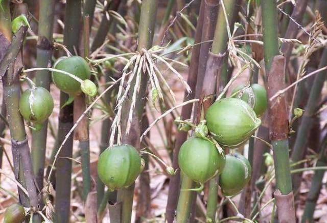 竹子开花结果大家看过吗?