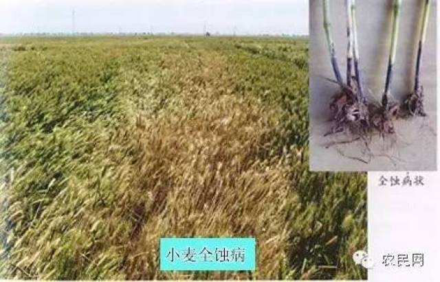 小麦"全蚀病"可防不可治!返青~拔节期预防最关键.