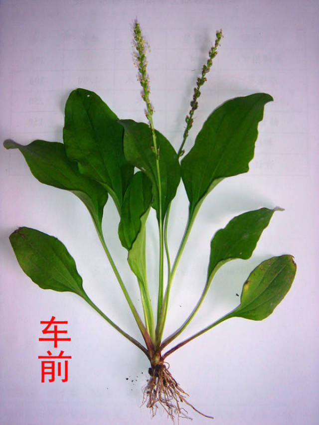 车前草,长在车前面的草?它的太多好处被忽略