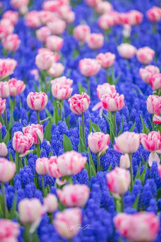 现组成了世界上最大的花海,连起来可绕地球7圈!