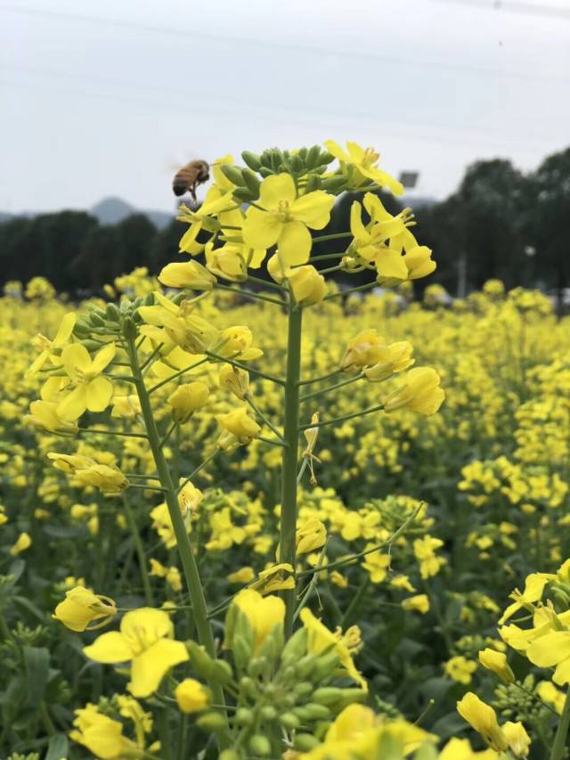 美丽诸暨东白湖油菜花开正当时