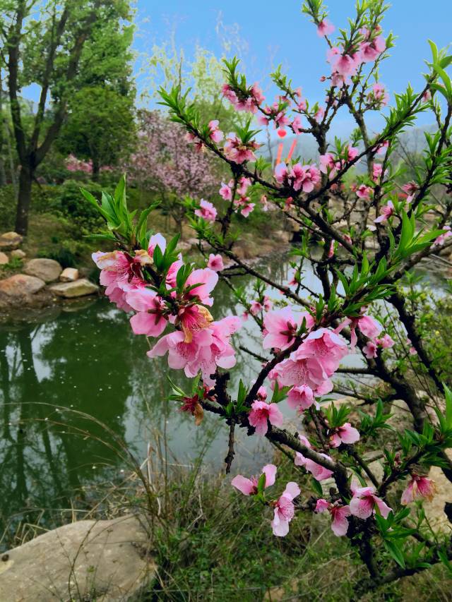 九真桃源景区不仅有书画,垂钓,陶艺,品茗供您问道,更有特色场馆供您
