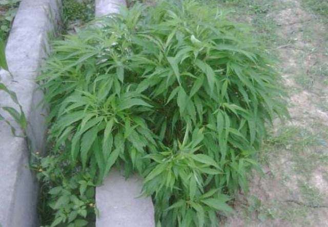 便秘患者不用愁,农村路边常见的一棵草就是便秘克星!