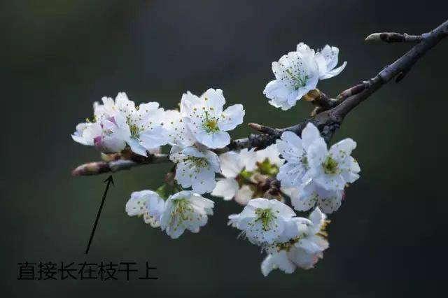 赏花季节丨教你怎样分辨区别桃花,杏花,梨花,樱桃花