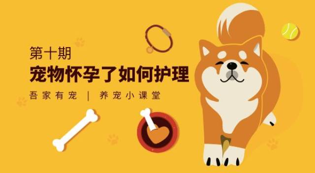 貓狗懷孕了該怎麼照顧呀?教你護理寵物安全度過孕育期!