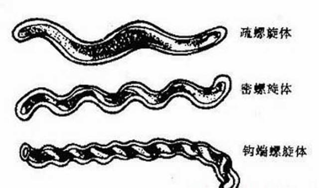 猪病防治要点九"猪繁殖障碍疾病"