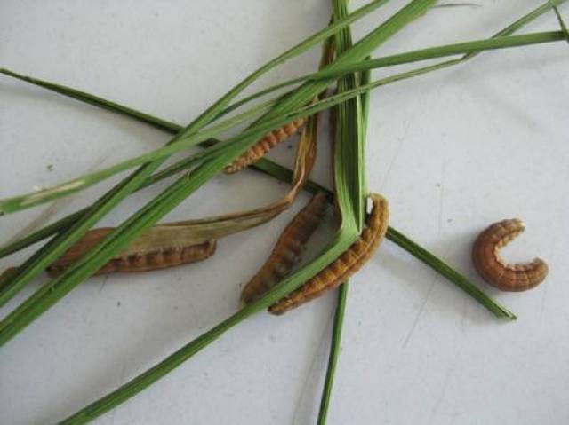 危害特点:粘虫主要以幼虫取食水稻叶片造成危害,具有昼伏夜出,群集