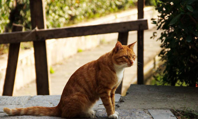 给猫吃苹果能补血吗,猫能吃苹果补血吗