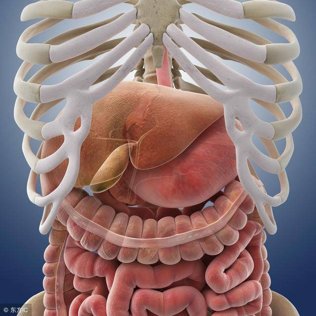 人体肠子有180米图片