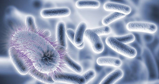 给猫吃苹果能补血吗,猫能吃苹果补血吗