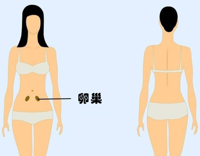 女人卵巢在肚子位置图图片