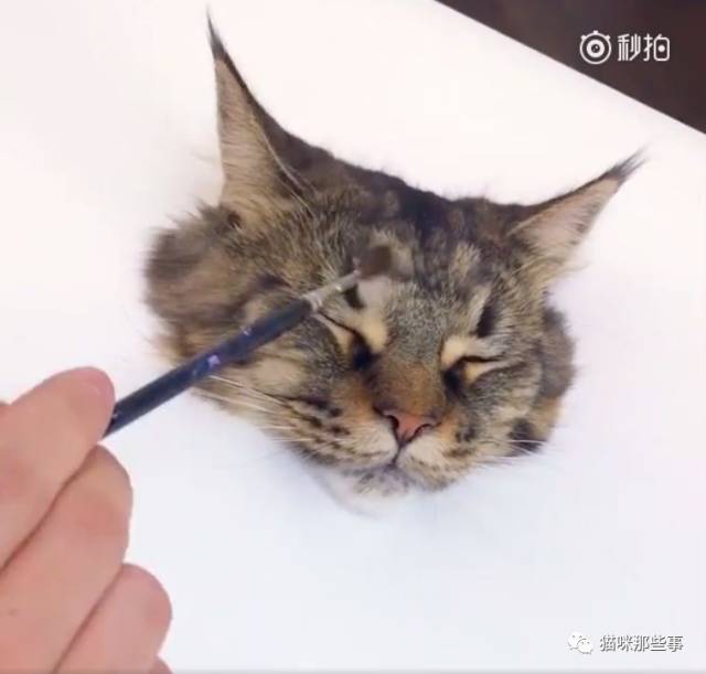 猫的画法鼻子图片