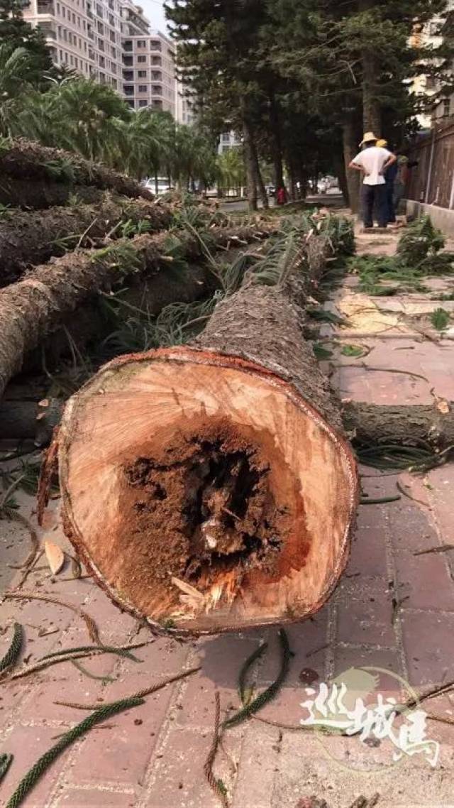 为何近段时间湛江市区有一些树木被砍掉?