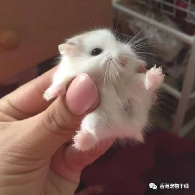 在仓鼠毫无准备的情况之下,强行抱起仓鼠