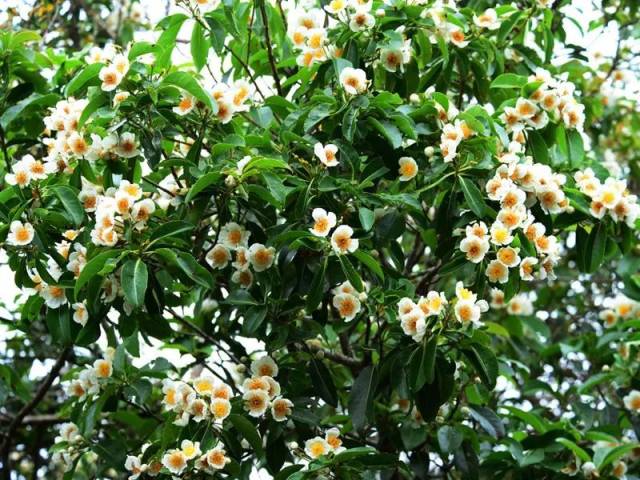 日本0酒精,0甲醛荷木香薰,根治车内异味