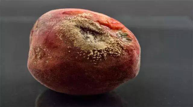 食物发霉了,去掉坏的部分,还能吃吗?