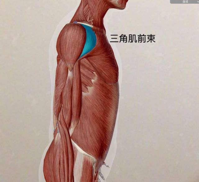【三角肌中束】——肩关节外展的主要肌