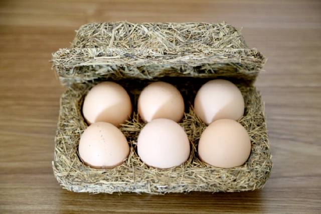 飞鸡蛋 如今,资丘飞鸡已成为引领山区农民脱贫致富的产业项目.