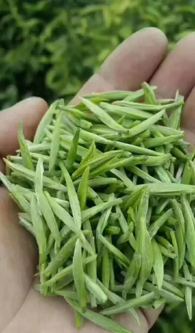 大山茶加工