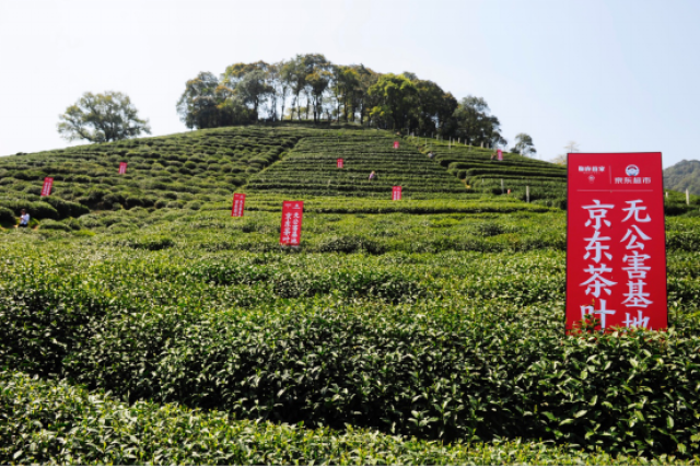 京东包下茶山当茶园主 明前西湖龙井真茶直供消费者