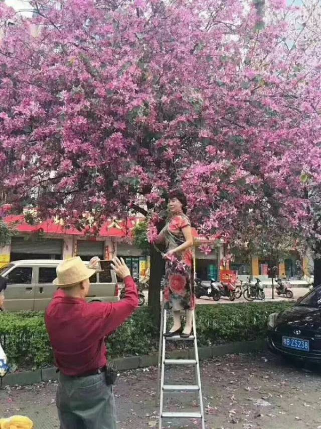 满城尽是紫荆花!别人拍照拼颜值 ta们拍照拼命!_手机搜狐网