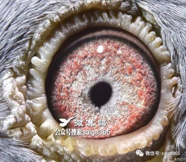 鱼鳞眼砂种鸽图片图片