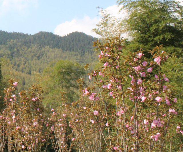 湖南衡阳县:又是一年九峰山樱花开放时