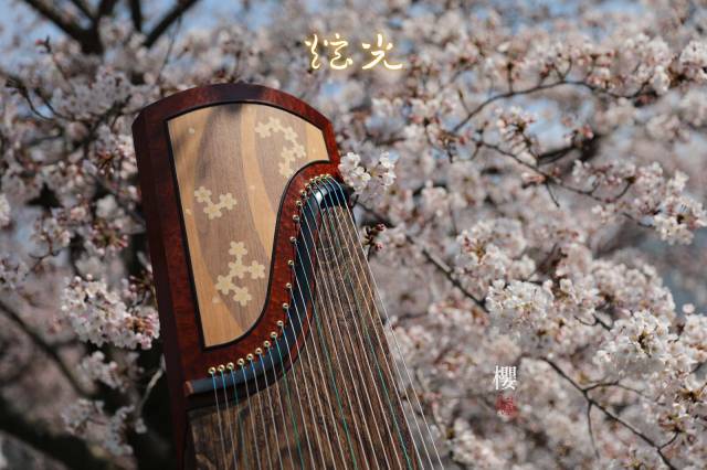 一树繁花和古筝竟然是那么搭,春天带你欣赏一组古筝美图