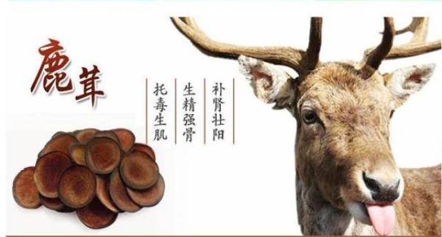 传说滋阴壮阳、补血养颜的鹿茸，怎样选才不上当_搜狐网