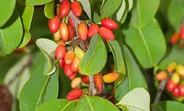 因为古柯被发现和吗啡有相似的 成瘾性