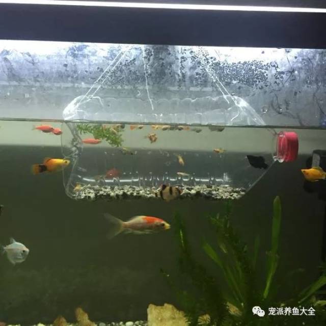 小魚可以喂脫殼豐年蝦卵.勤換水,每次少量換水.水要經過晾曬去除餘氯.