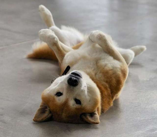 6大原因告诉你狗狗为什么喜欢在地上打滚