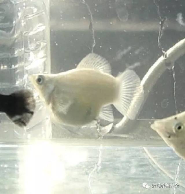 皮球鱼快生小鱼时千万别换水,水质和水温很关键!