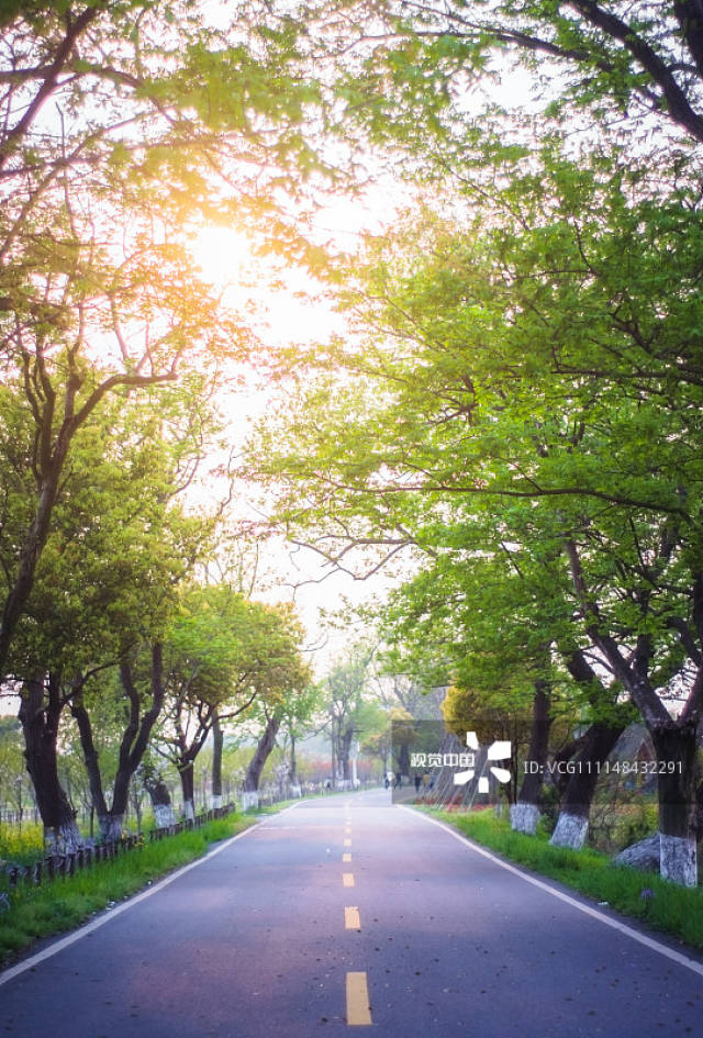 浙江海宁:春天百里钱塘林荫路二月兰花开