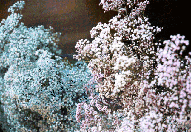 希望一次蓦然回首 你会因为遇见一丛满天星 而驻足留恋