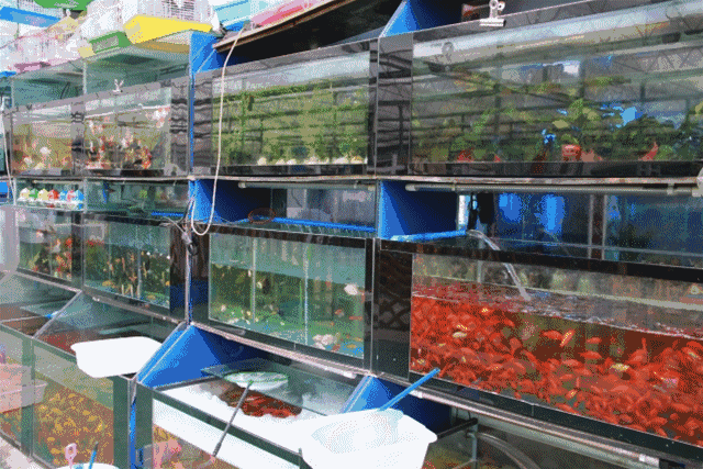 喜欢养鱼,养乌龟,养鹦鹉,养兔子等宠物的小伙伴一定不能错过这里哟