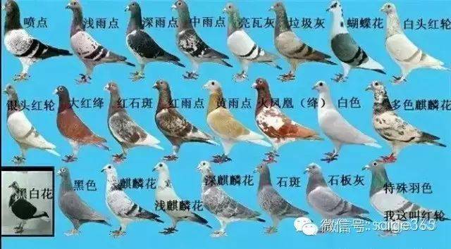 图集全球最全的鸽子名字介绍一定要收藏