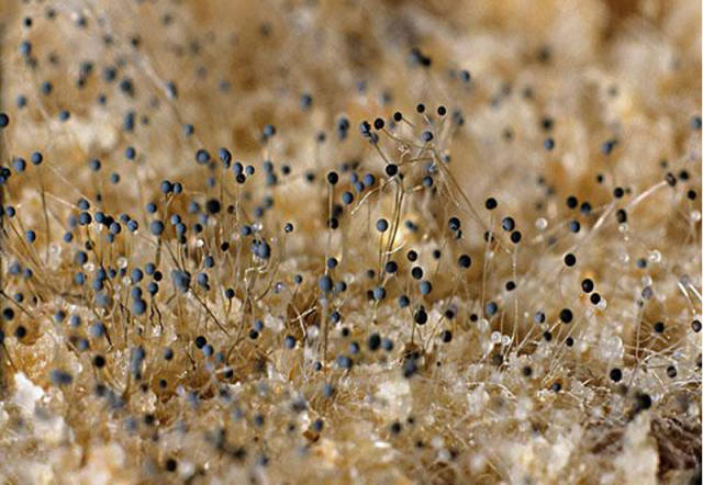 是丝状真菌的俗称,意即发霉的真菌,它们往往能形成分枝繁茂的菌丝体