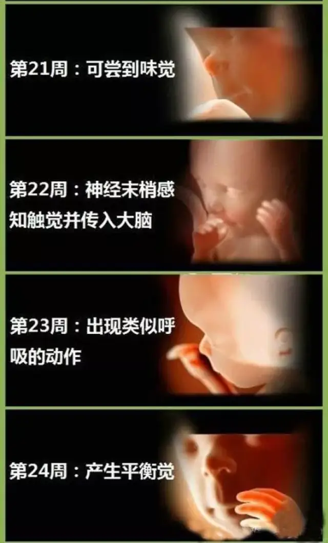 胎儿在母体40周的生长过程形状图,孕妈必看,感受生命的奇迹!