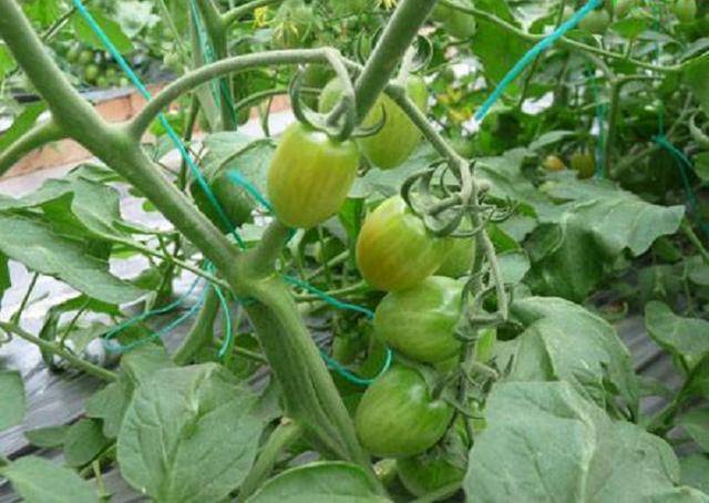 西红柿中午秧子萎蔫,果实颜色发黄,是什么原因造成的?