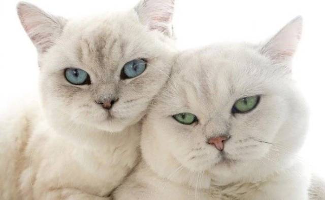 两只圆滚滚的猫咪,宝石般的眼睛一蓝一绿,简直太美了!