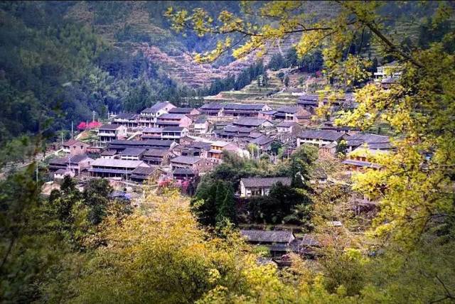 新建村油菜花田,世界桃街桃花海 地址:宁波市奉化区萧王庙街道林家村