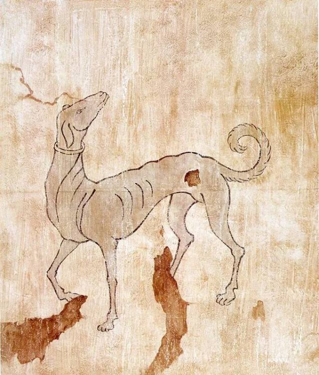 辽代墓壁画《出行图》中的细犬通辽市博物馆藏细犬是一种优秀的猎犬