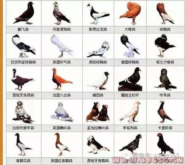 鸽子品种 种类图片